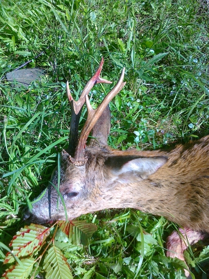 detail trofeje úlovku