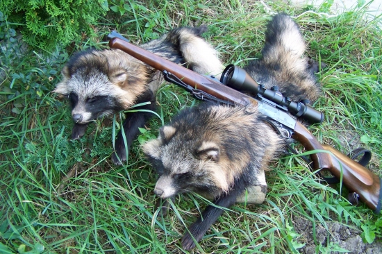 místo divočáků psíci