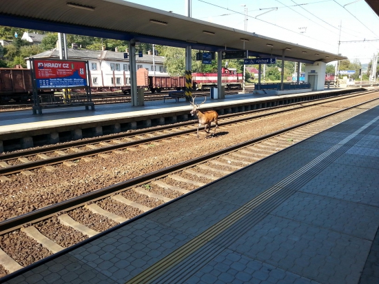 Jelen jde na vlak