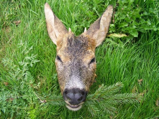 Letošní třetí srnec