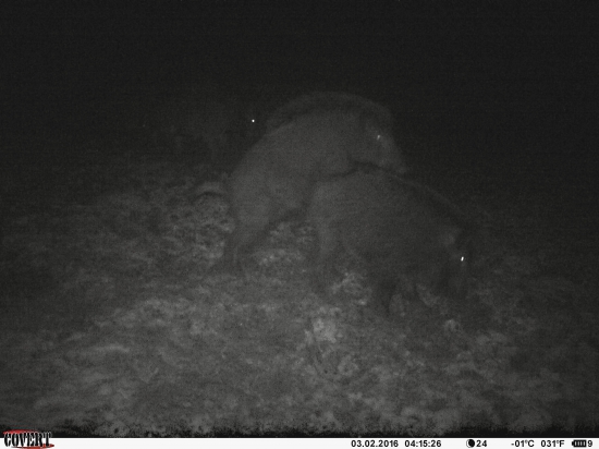 I selata se zapojují...