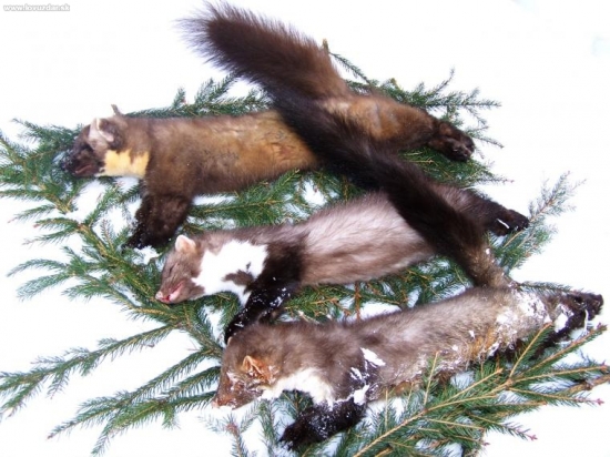 čtyři večery,tři výstřely