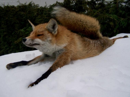 Konečně jsem se jí letos dočkal