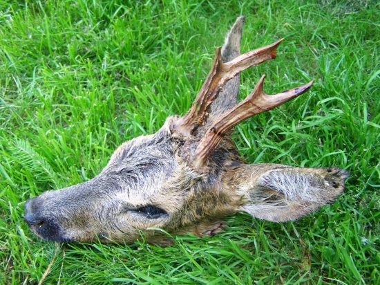 srnec-sanitární odstřel