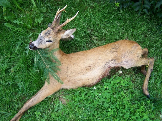 Srnec III. VT 8.8.2010