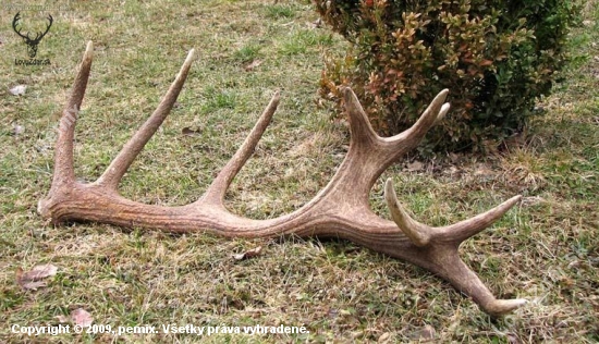 18-torák; 3,8 kg