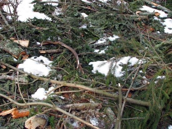 12-torák z pod Klobúka