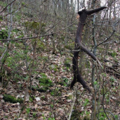 Keď aj stromy zhadzujú