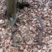 4 kg i po roku pod holym nebom