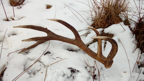 11.02.2017 po 1. 16-t