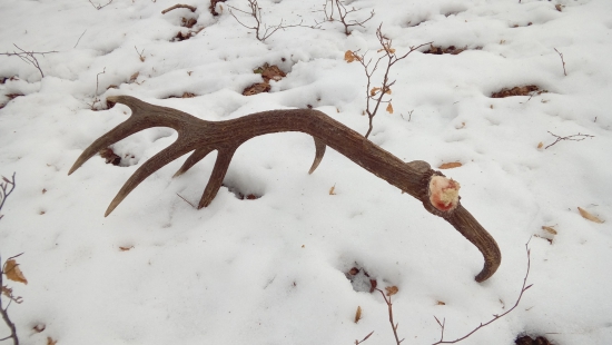 11.02.2017po 2. 16-t