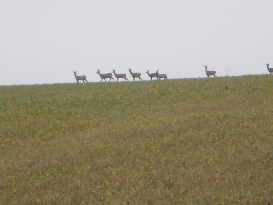 Srnčia na horizonte