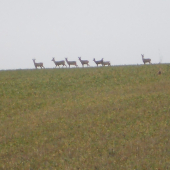 Srnčia na horizonte