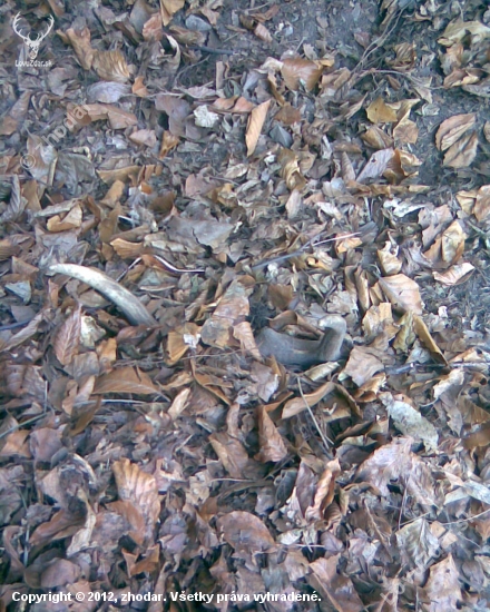 Maskovaný
