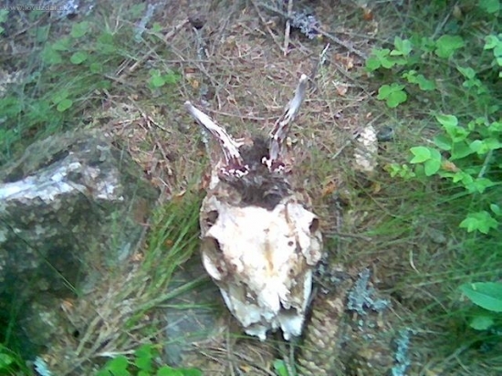 Mladý srnček , škoda ho.