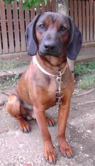 DAG