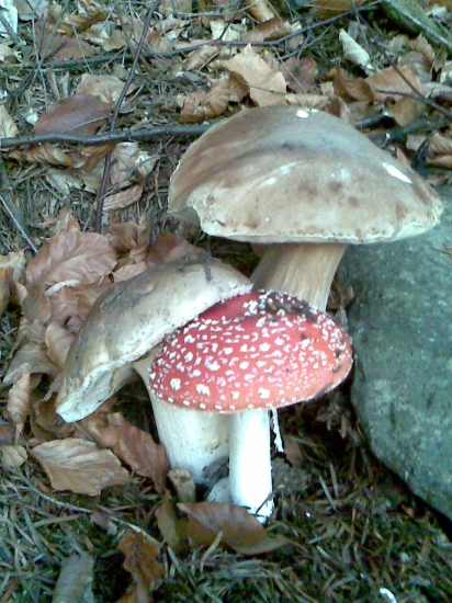 jedlý či jedovatý