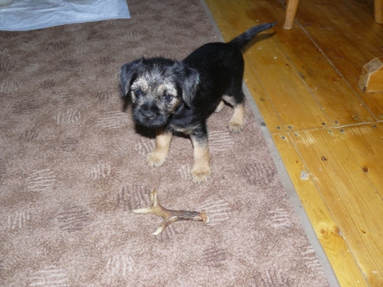 nový přírůstek BRT Baddy z Neživy