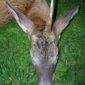 říje 2007