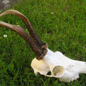 Po vybělení ID 6004