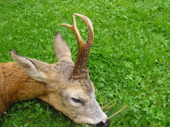 skoro kamzík:-), 4 roky