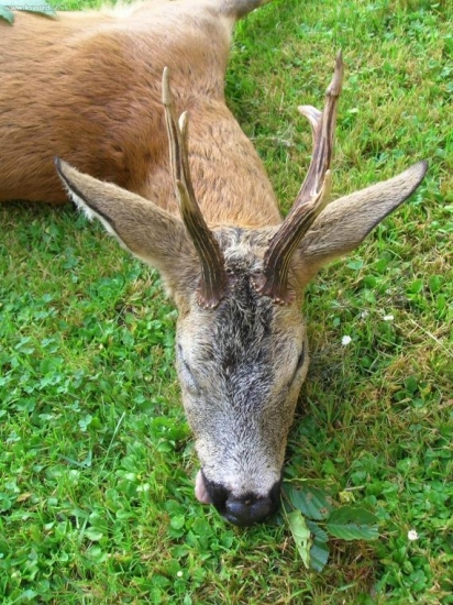 srnec 7 let říje 2007