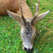 srnec 7 let říje 2007