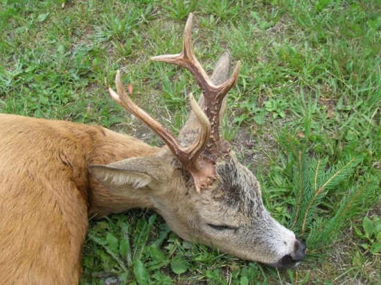 kamarádův, říje 2007