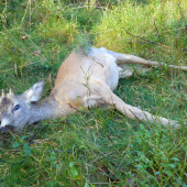 zakončení letošní sezóny lovu srnců
