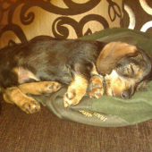 Prírastok do našej rodiny - Alex.