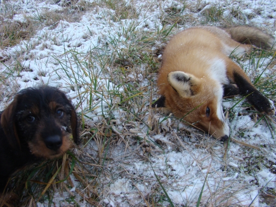 Môj Alex a jeho prvý kontakt z líškou!