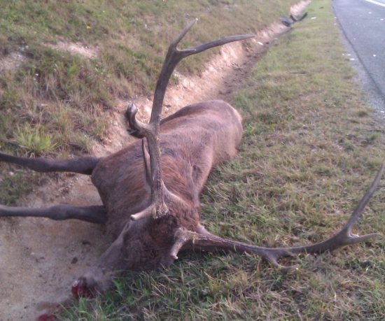 Cez ruju na diaľnici.