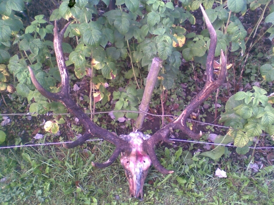 Úhyn jeleňa v dôsledku zrážky na D1.