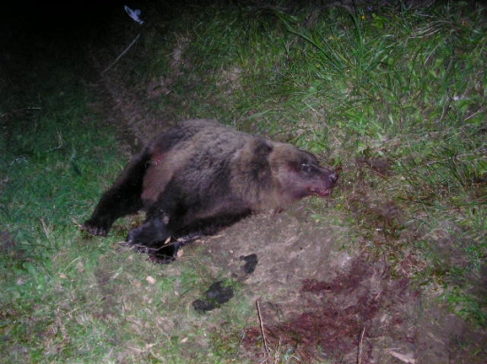 Medvedica ktorá zaútočila na človeka!
