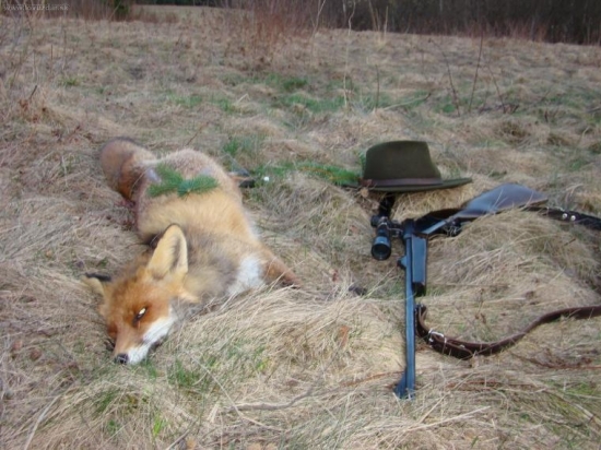 Veľký lišiak dopoľoval!