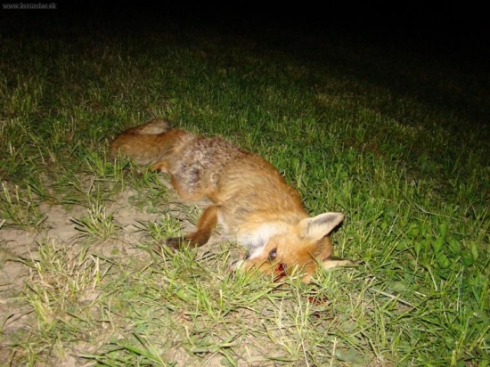 Ulovená líštička!