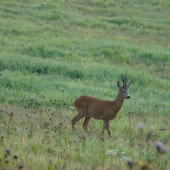Dnešný fotoúlovok - vzdialenosč 10m!
