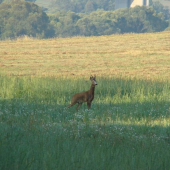 Ďalší krásavec z rána - výstavný postoj!