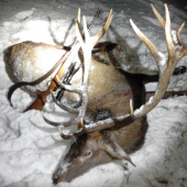 Ruky lovca sa stále trasú, jeho vášeň utícha, kraj oka sa leskne slza a .....