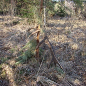 Aspoň za to zaplatil!