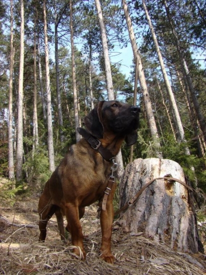 Môj Bojar s pod hradnej veže!