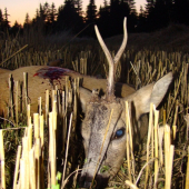 Jednoparoháč z Liptova