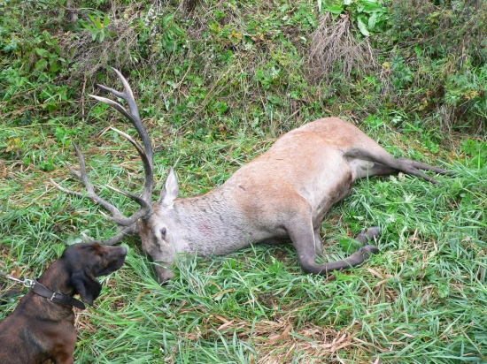 Môj Bojar po úspešnej dohľadávke