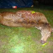 Dnešné jelienča z Liptova!