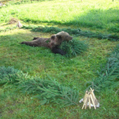 Ďalší škodník z Liptova: