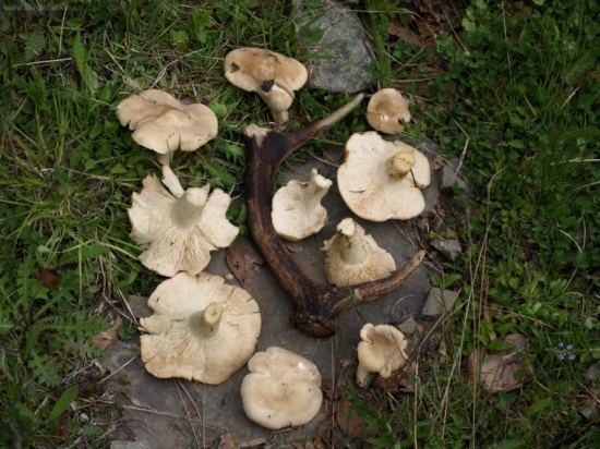 májovky a 20-torák