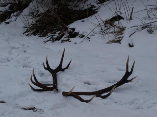zver spočítaná,zhody pozberané 1.