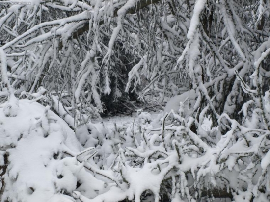 ako sa hlúpy jano po vlčích stopách vybral...