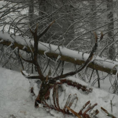 úhyn 2009