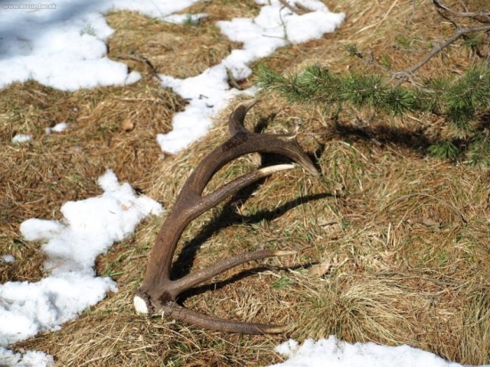 prvý tohto roku,14-2,5kg